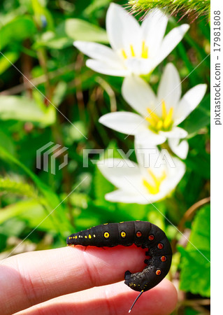 Larva Larva 17981808