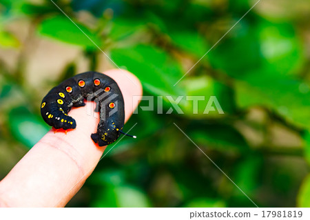 Larva Larva 17981819