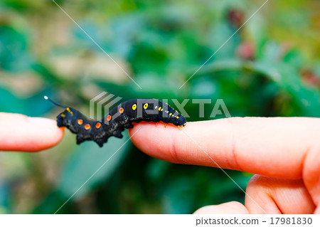Larva 17981830