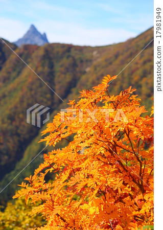Nanakamado的秋葉在北阿爾卑斯山的山脊和Yatsugatake的山脊 Nanakamado的秋葉在北阿爾卑斯山的山脊和Yatsugatake的山脊 17981949