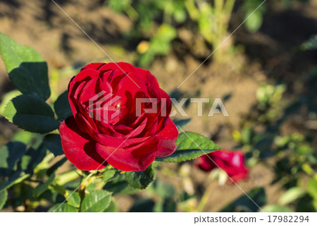 Autumn rose Red Pinocchio Autumn rose Red Pinocchio 17982294