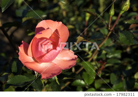 秋天羅斯Jardin de法國 17982311