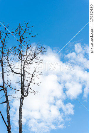 A dry brunch of tree against blue sky 17982480
