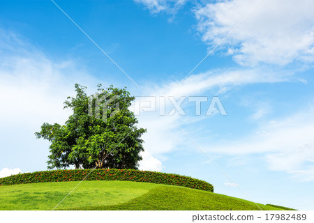 One tree on a grassy knoll with blue sky One tree on a grassy knoll with blue sky 17982489