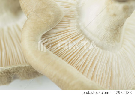 香菇 香菇 17983188