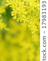 小黃花 17983193