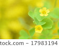 黃色豎琴 17983194