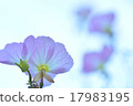 月見草 17983195