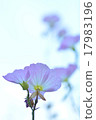 月見草 17983196