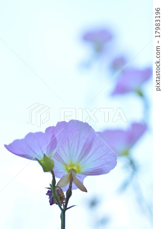 月見草 17983196
