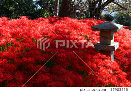 A cluster amaryllis of Kosa Hachimangu Shrine 17983356