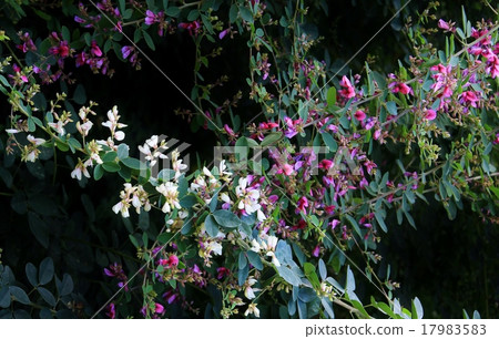 紫色和白色Hagi花 17983583