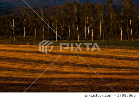 Buckwheat leaves with harvested ends Buckwheat leaves with harvested ends 17983668