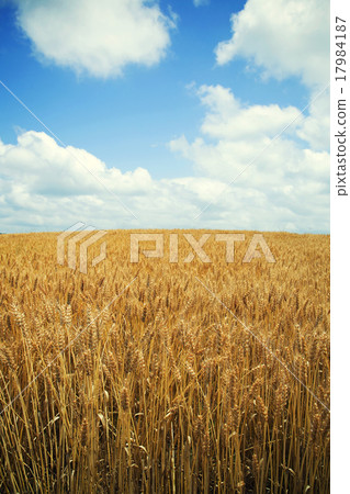 Barley 17984187