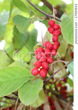 branch of red ripe schizandra branch of red ripe schizandra 17984642