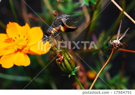 馬汁 馬汁 17984791