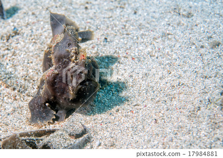 black big frog fish underwater black big frog fish underwater 17984881