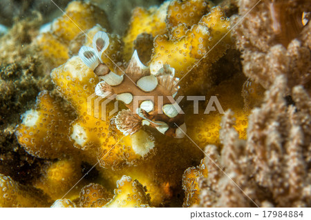 plectorhinchus clown fish while diving indonesia 17984884
