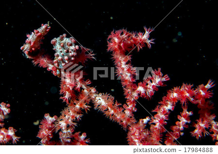 Bargibanti Pigmy Sea Horse in indonesia 17984888