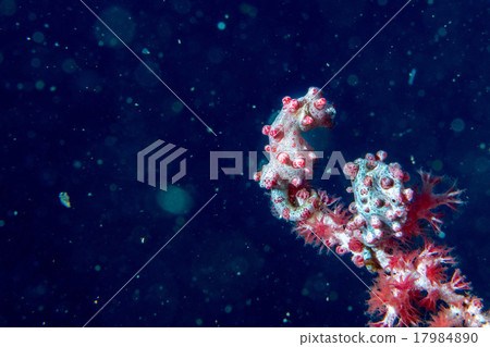 Bargibanti Pigmy Sea Horse in indonesia 17984890