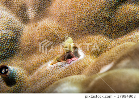 Newborn Baby yellow frog fish Newborn Baby yellow frog fish 17984908