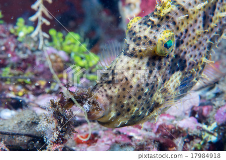 trigger fish underwater close up portrait trigger fish underwater close up portrait 17984918