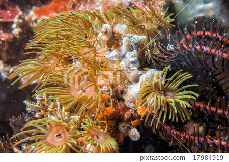 indonesia diving in colorful reef underwater indonesia diving in colorful reef underwater 17984919