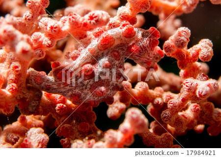 Bargibanti Pigmy Sea Horse in indonesia 17984921