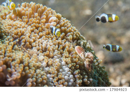 porcelain crab and clown fish 17984923