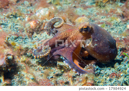 coconut octopus underwater macro portrait on sand 17984924