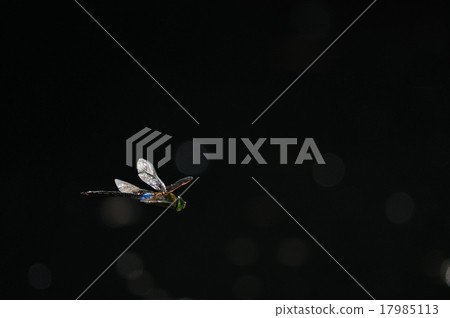 杜松子酒的飛行 杜松子酒的飛行 17985113