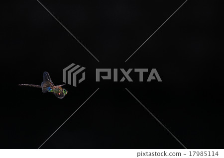 杜松子酒的飛行 17985114