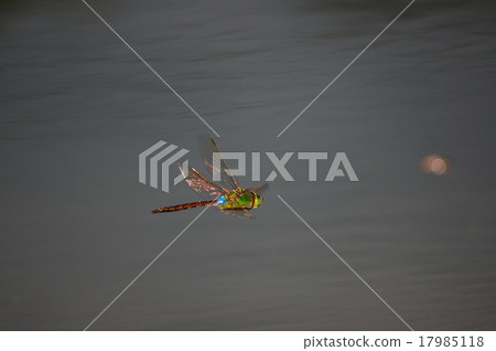 Flight of Gin Yama 17985118