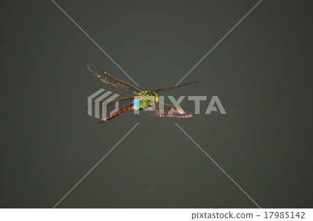 Flight of Gin Yama 17985142