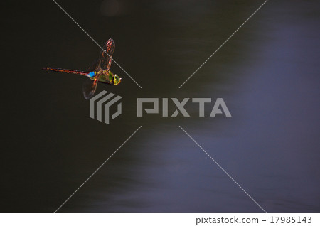 杜松子酒的飛行 17985143