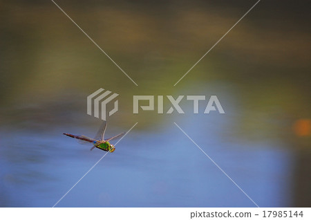 杜松子酒的飛行 17985144