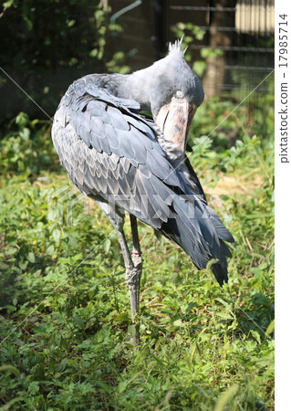 鯨頭鸛 17985714