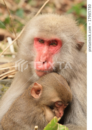 日本獼猴 17985780