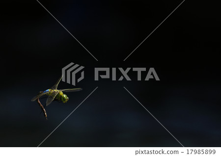 杜松子酒的飛行 杜松子酒的飛行 17985899