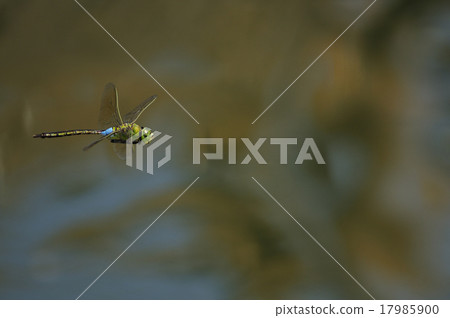 杜松子酒的飛行 杜松子酒的飛行 17985900