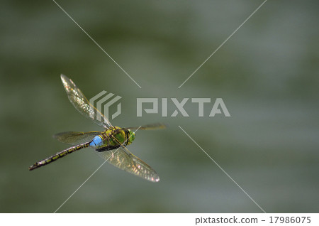 杜松子酒的飛行 17986075