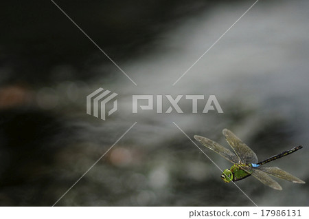 杜松子酒的飛行 17986131