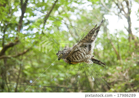 Birds harvested on the haze net Birds harvested on the haze net 17986289