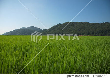 農業 農業 17986562
