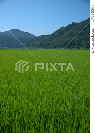 農業 農業 17986563