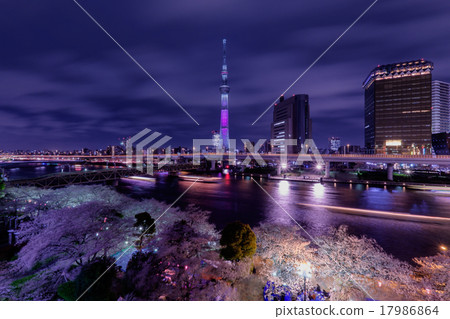 東京天空樹和夜櫻花 17986864