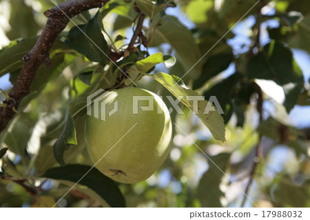 Green apple forest 17988032