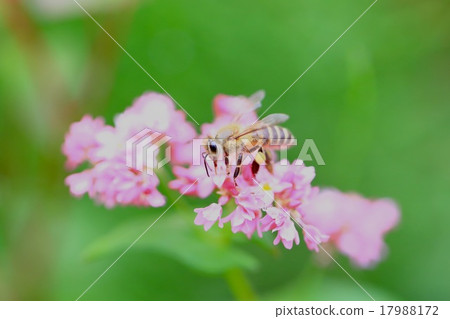 Yoh Shu bee and a flower of Soba ② Yoh Shu bee and a flower of Soba ② 17988172