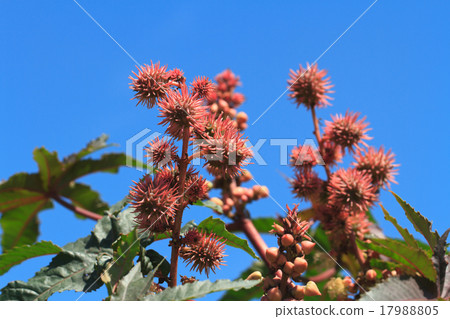 Castor oil plants with fruits on a sky background 17988805