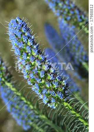 beautiful flowers echium fastuosum in garden 17988812